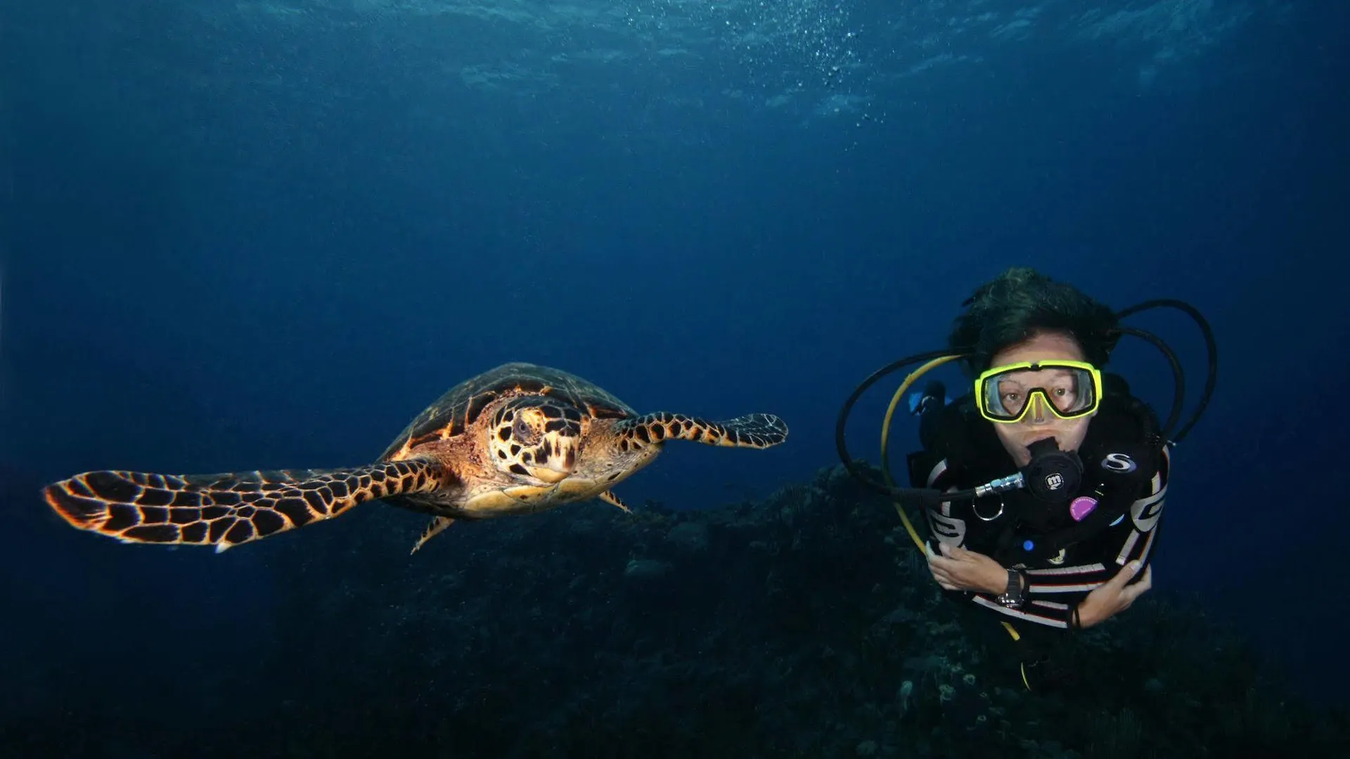 Eden Beach Resort - Bonaire Кралендейк